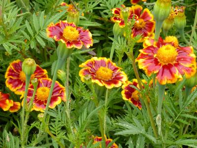 Product Image for French Marigold, Frances's Choice