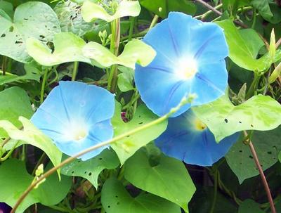 Morning Glory Heavenly Blue Heirloom Seeds Flower Seeds 