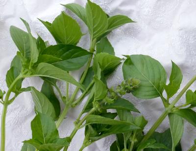 Product Image for Lemon Basil, Mrs. Burns