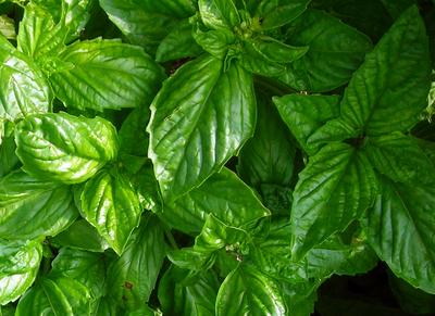 Product Image for Bolloso Napoletano Basil