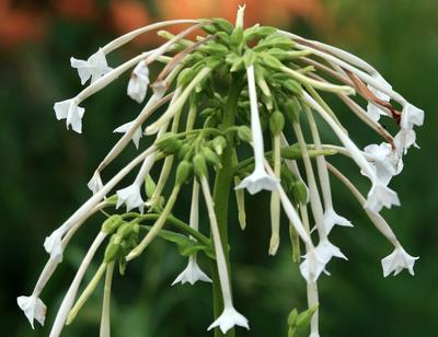 Product Image for Nicotiana, Old Fashioned Mix