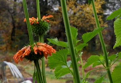 Product Image for Lion’s Ear (Klip Dagga)