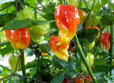 Product Image for Pimiento Arrugado Spice Pepper