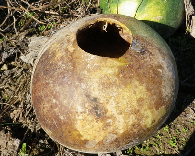 Product Image for African Drum Gourd