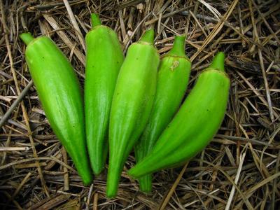 Product Image for Gold Coast Okra