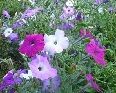 Petunia, Old Fashioned Vining, 0.05 g