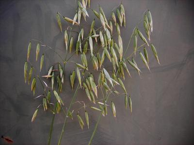 Product Image for Hulless Oats