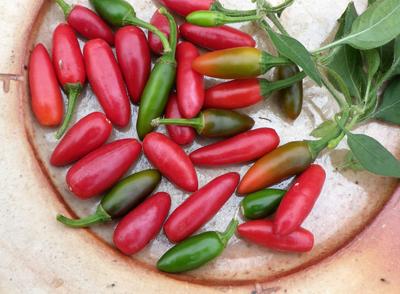 Product Image for Xochiteco Hot Pepper