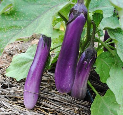 Southern Exposure Ping Tung Long Eggplant