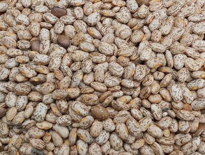 Product Image for Pinto Bean (Soup, Baking, Dry) (Bush)