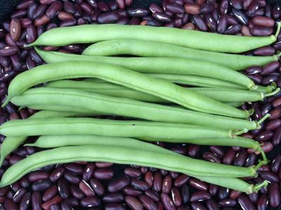 Bush Snap Beans