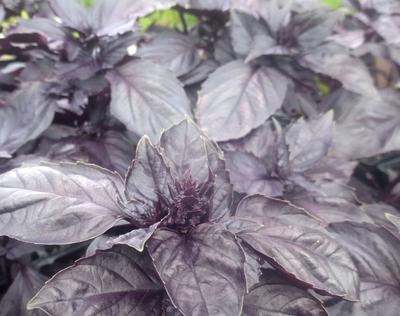 Product Image for Red Rubin Basil