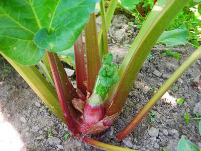 Product Image for Victoria Rhubarb