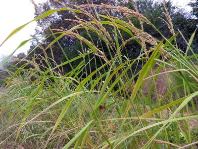 Product Image for Rice, Carolina Gold