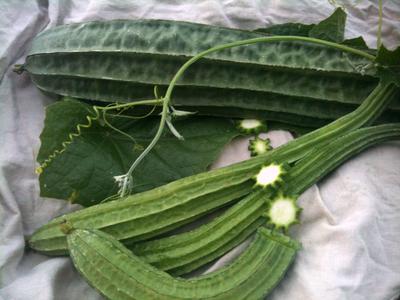 Product Image for Ridged Luffa Culinary Gourd
