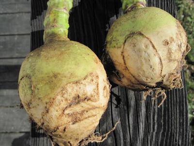 Product Image for Gilfeather Turnip Rutabaga