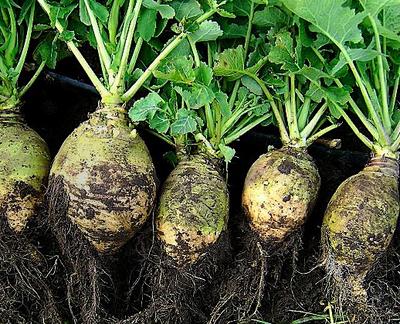 Product Image for Nadmorska Rutabaga