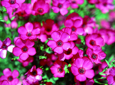 Product Image for Flax, Scarlet
