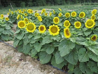 Product Image for Short Stuff Dwarf Sunflower