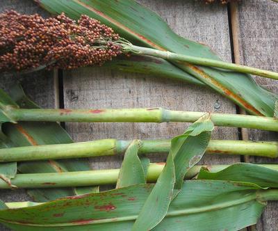 Sugar Drip Sorghum