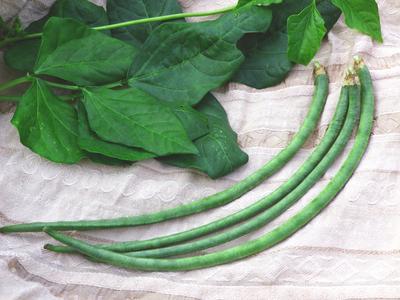 Product Image for Bettersnap Southern Pea (Cowpea)