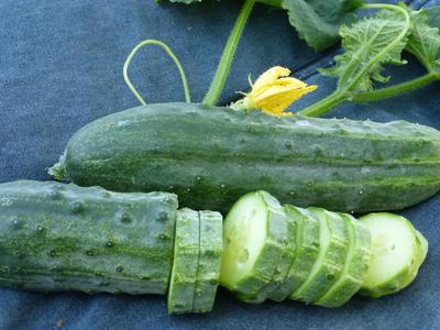 Details about   25+Bush Cucumber Seeds Spacemaster Cucumber Bush type Plant Container Garden USA 