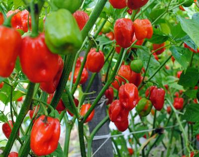 Product Image for Aji Dulce Spice Pepper