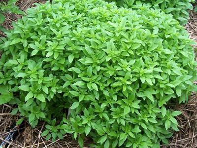 Product Image for Spicy Bush Basil