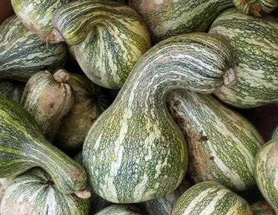Product Image for Green-Striped Cushaw (Striped Crookneck) Winter Squash