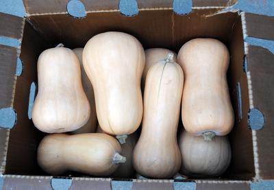 Product Image for Waltham Butternut, Virginia Select Winter Squash