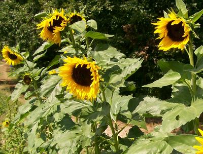 sunflower-hopi-dye-
