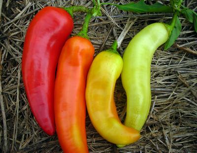 Product Image for Sweet Banana (Long Sweet Hungarian) Sweet Pepper
