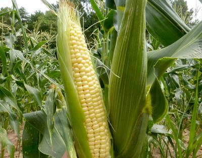 Product Image for Top Hat &quot;Sugary Enhanced&quot; Sweet Corn