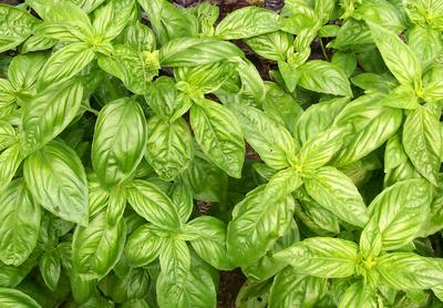 Product Image for Sweet Genovese Basil