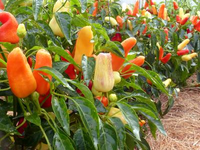 Product Image for Sweet Pickle (Christmas Tree) Pepper