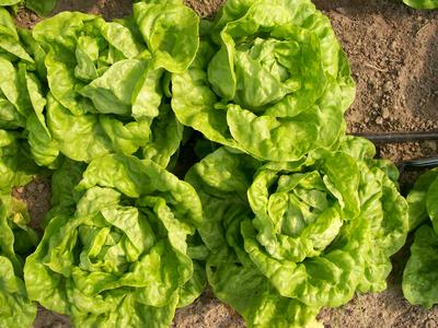Product Image for Tennis Ball Batavian/ Crisphead Lettuce