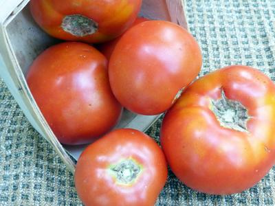 Product Image for Abraham Lincoln (Early Abe Lincoln) Tomato