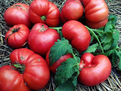 Tomatoes