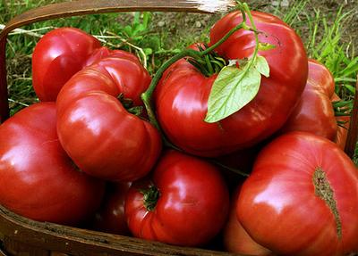 Tomatoes