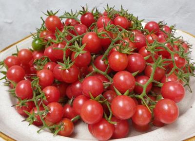 https://www.southernexposure.com/media/products/width-400/tomato-cherry-everglades-bb3b1ff2436947d9905affb3fc2d379d.jpg