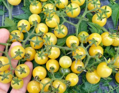Yellow, Orange & White Tomatoes