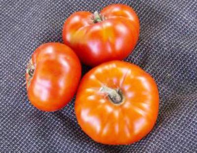 Red Tomatoes