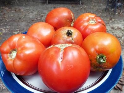 Red Tomatoes