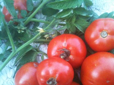 tomatoページ San Diego Green Zebra Tomato Seeds (Organic) – Grow Organic