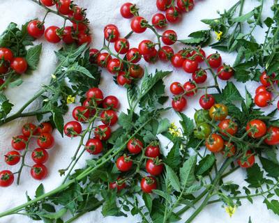Southern Exposure Matt's Wild Cherry Tomato