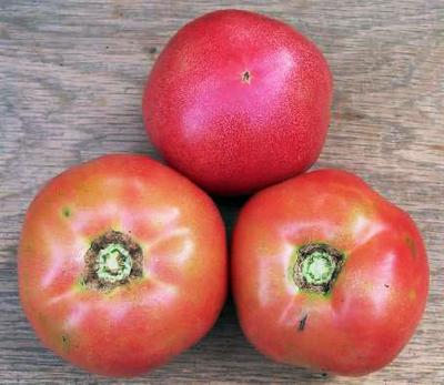 Product Image for Ozark Pink VF Tomato