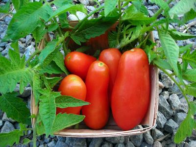 Product Image for San Marzano Paste Tomato