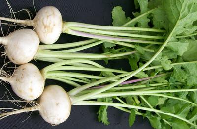 Product Image for White Egg Turnip