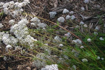 Valerian