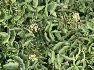 Cress, Curled Seeds - Southern Seed Exchange